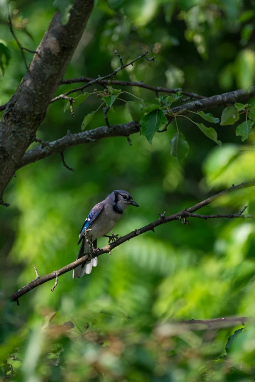 a small blue jay perches on a nch