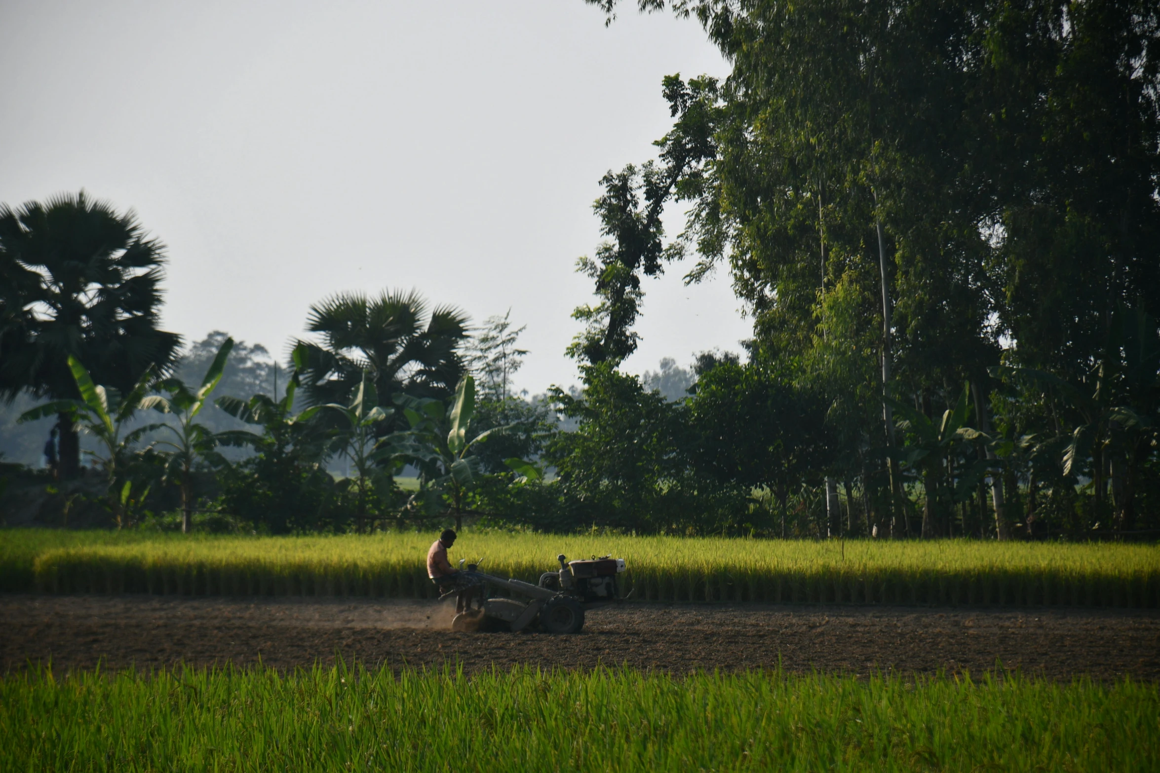 there is a ze walking across the field