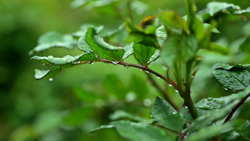 a nch with green leaves has water drops