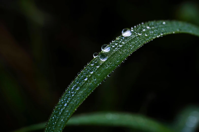 dew drops on green stem from grass