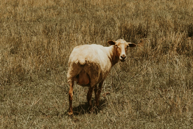 a lone sheep stands in a field of tall grass