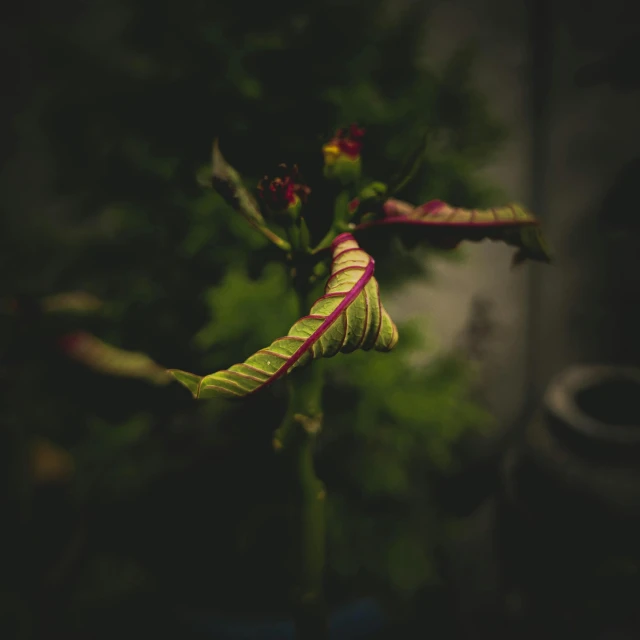 a close up of a plant with very green stems