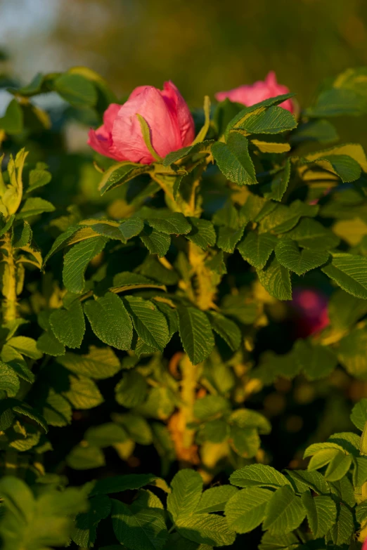 a pink flower grows between two green leaves