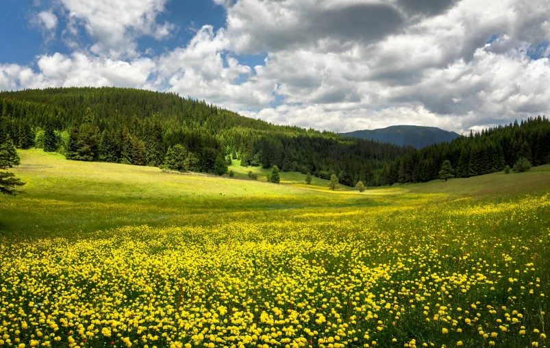 the yellow flowers have grown on the green hills