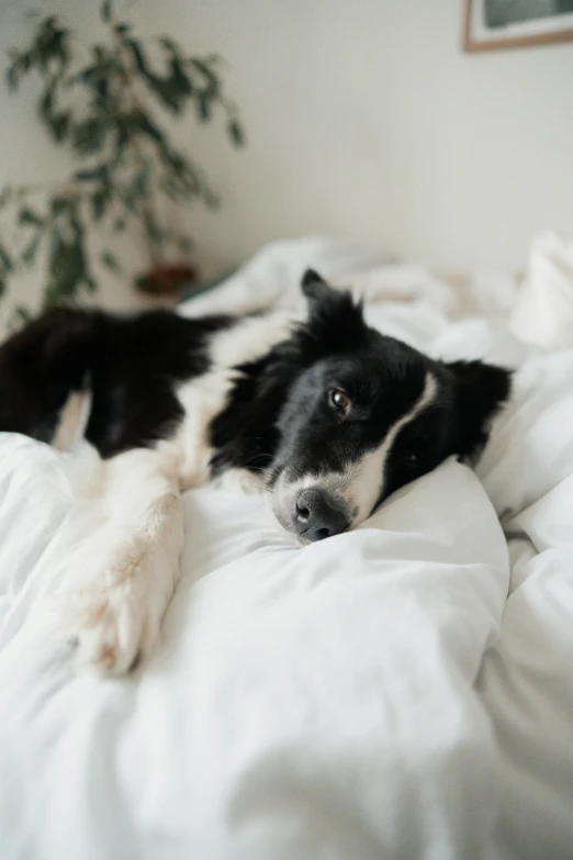 black and white dog laying on a bed