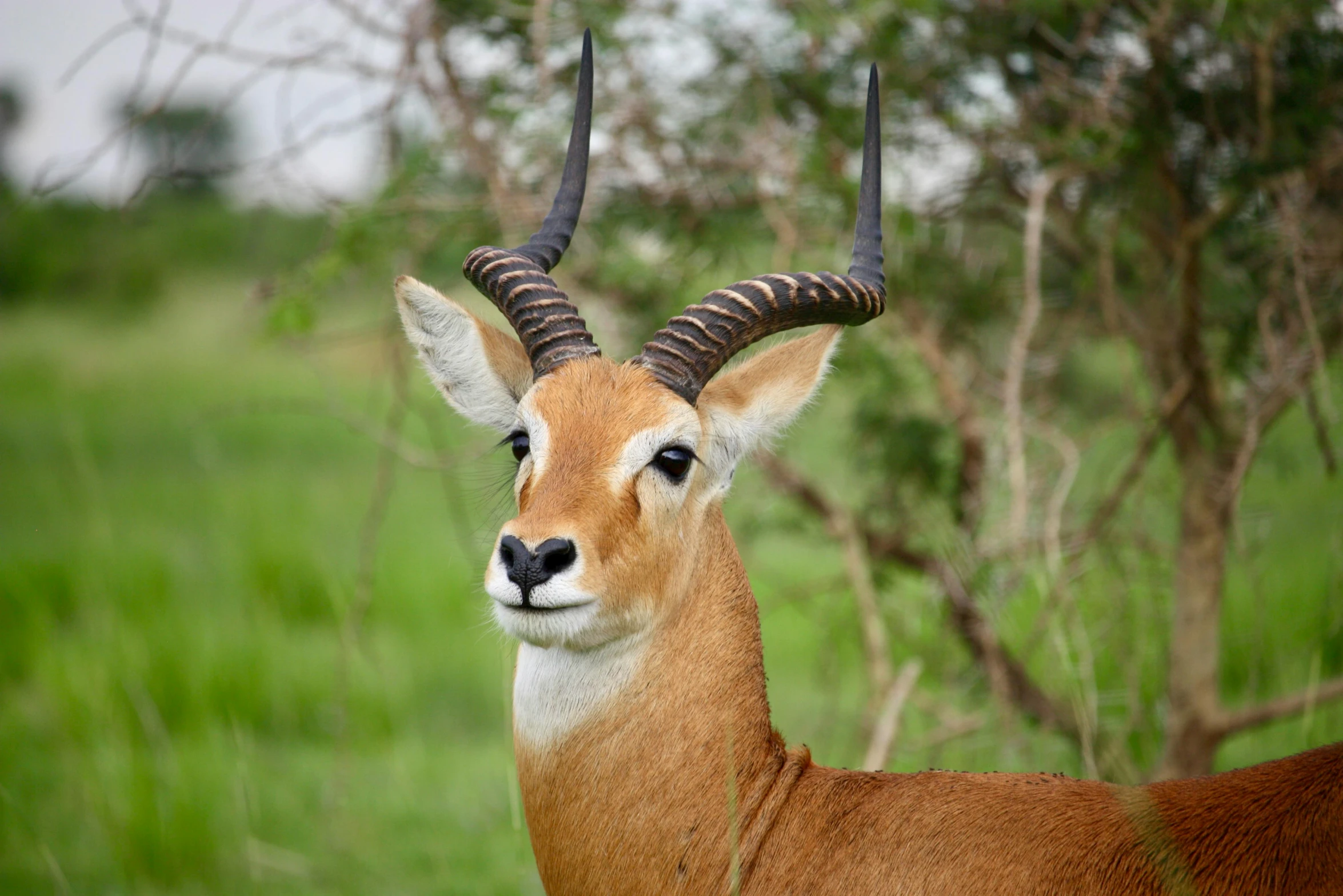 a close up of an animal in a field