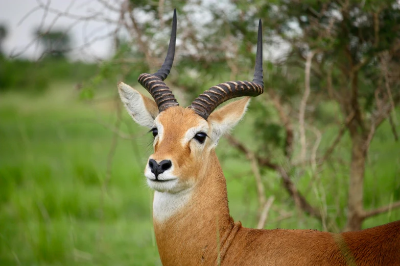 a close up of an animal in a field