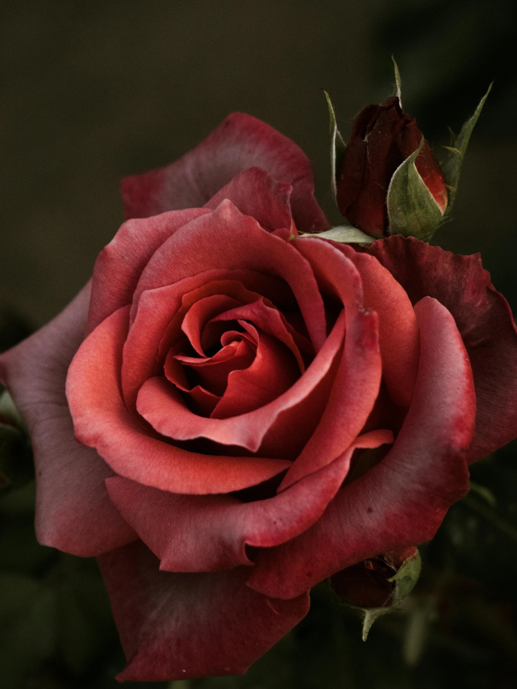 a large red rose with green leaves on it