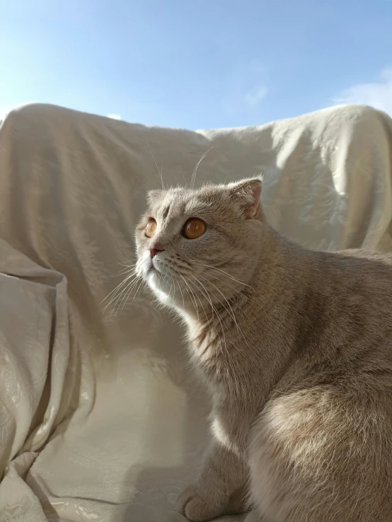 the large cat is sitting under the covers on the couch