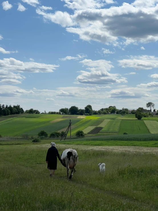 an older person is walking with two sheep in a field