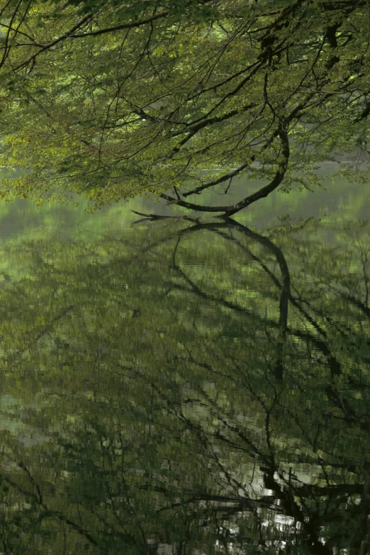 a view looking down into the water of a lake that has several trees growing in it