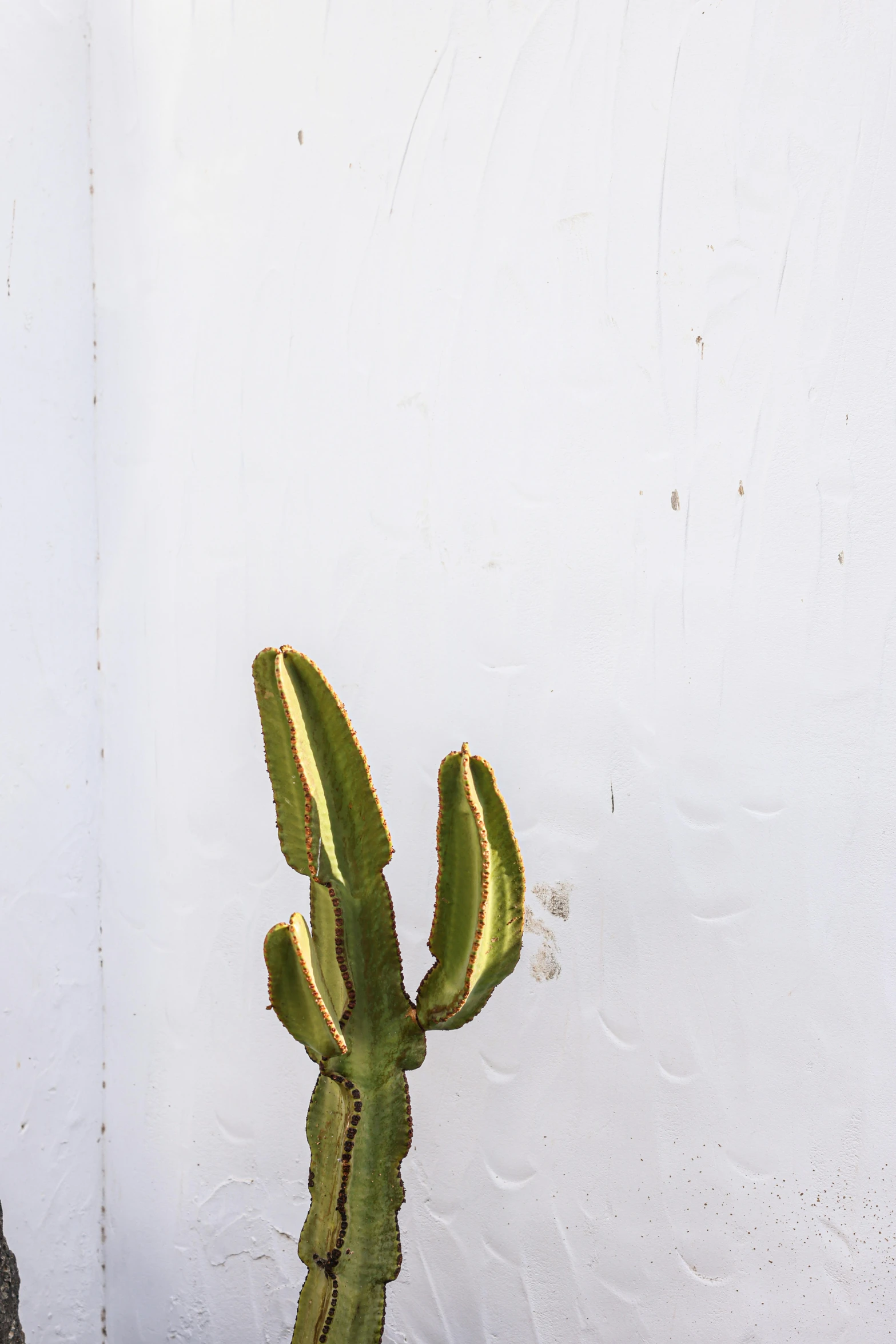 a cactus sits in a small pot by the wall