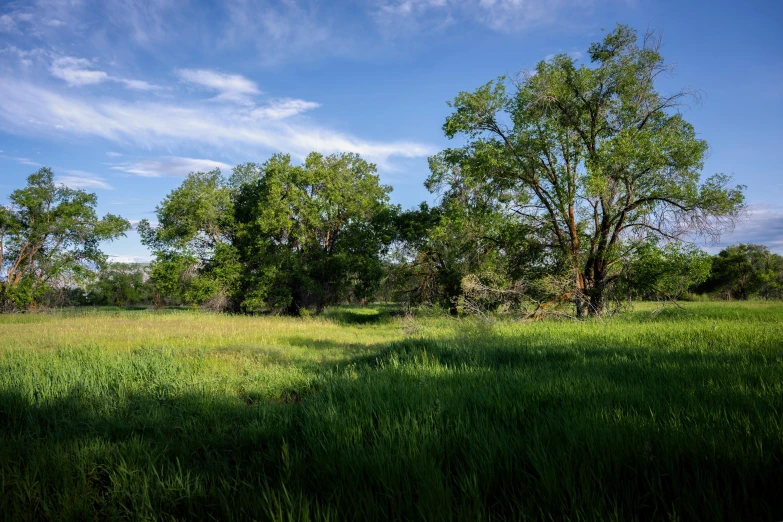 a green field with trees and grass on a sunny day