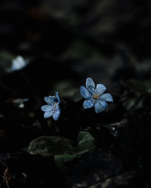 a blue flower in the dark with leaves around