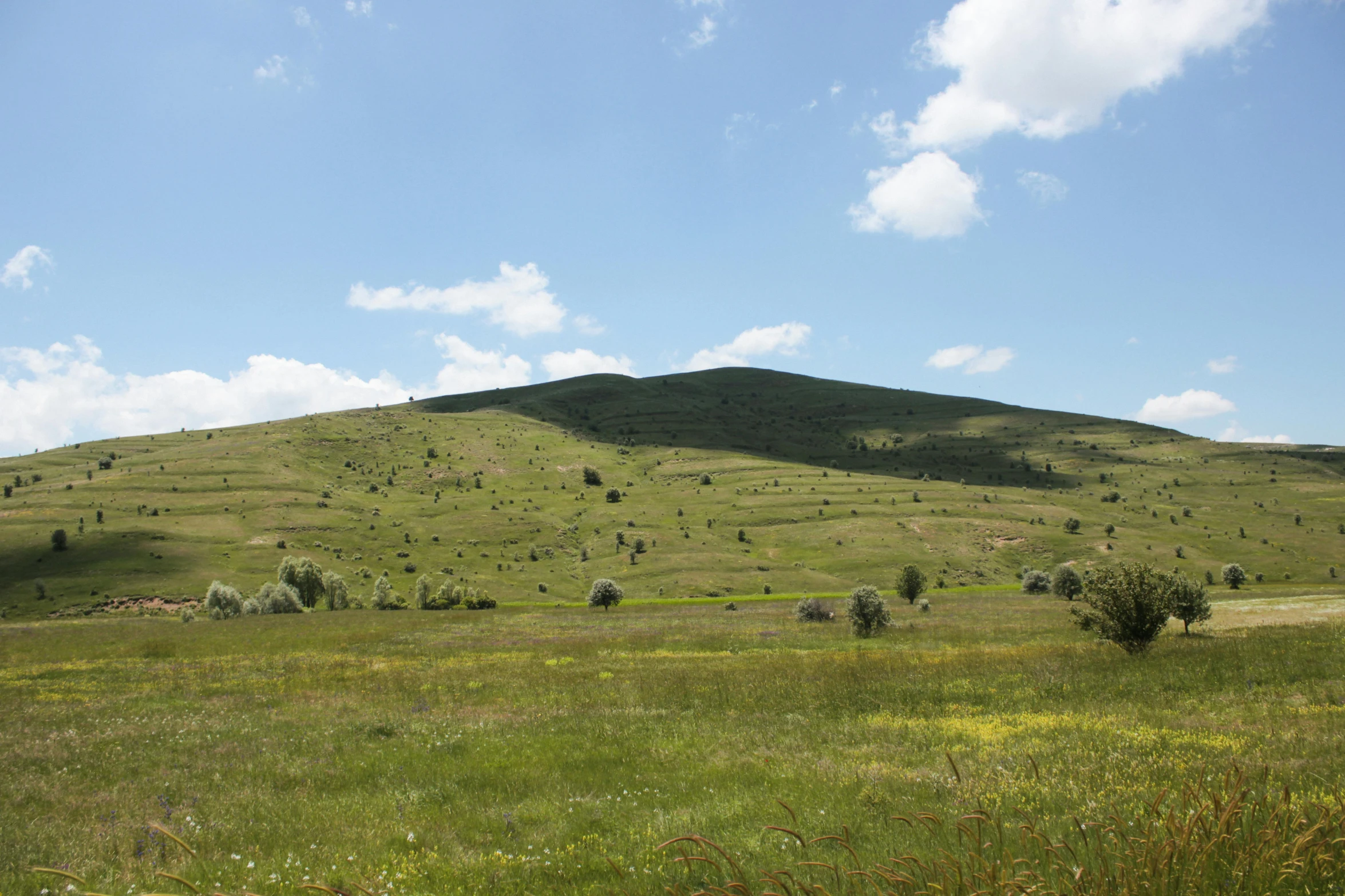 a hilly hillside with trees and grass