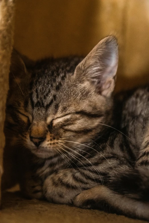 two little kittens sleeping and cuddling close together