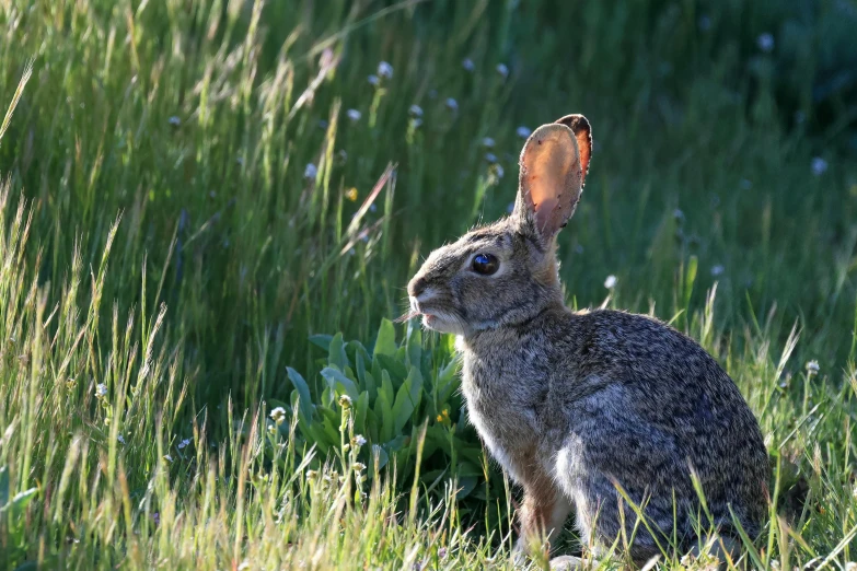 a rabbit is sitting in the grass and looks forward