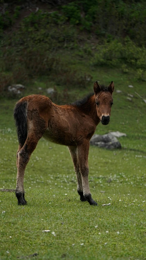a young horse standing in a grassy field