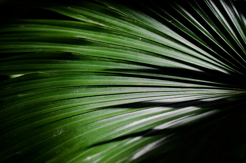 a close up image of green leaves on a plant