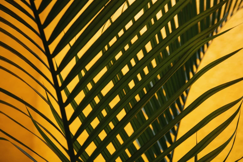 close up of the back side of a palm leaf