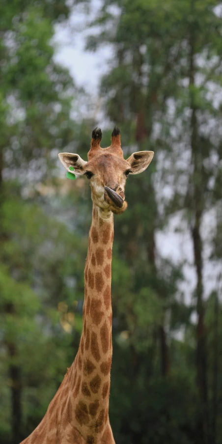 a young giraffe in front of some trees and bushes