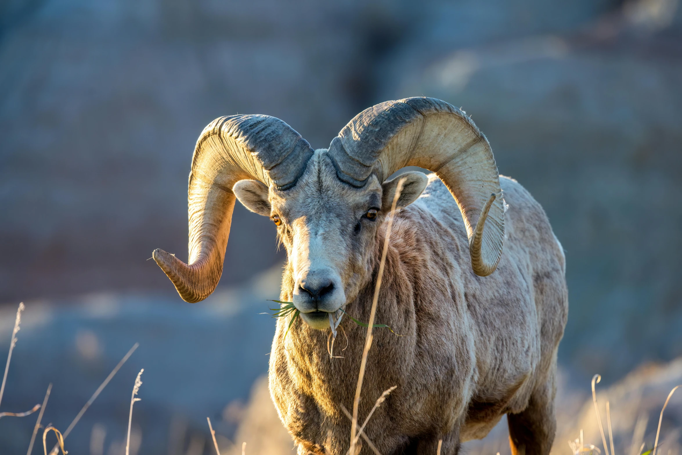 a big horned animal with horns in a field