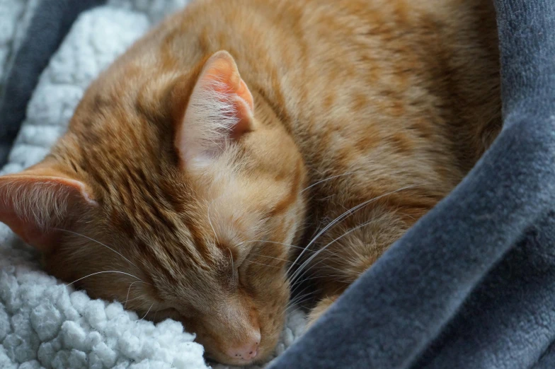 a orange cat laying on top of a blanket