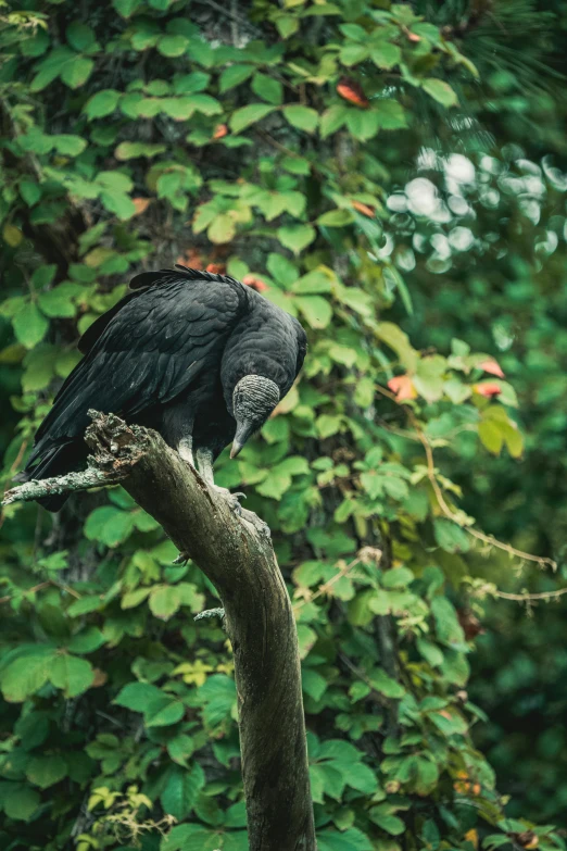 a black bird is sitting on a nch by some trees