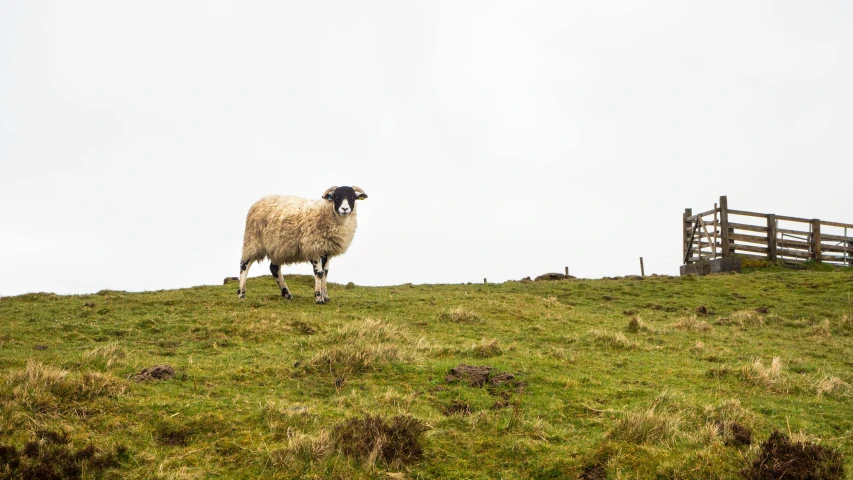 a sheep stands on a grassy hill side