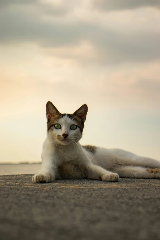 a brown and white cat is lying down