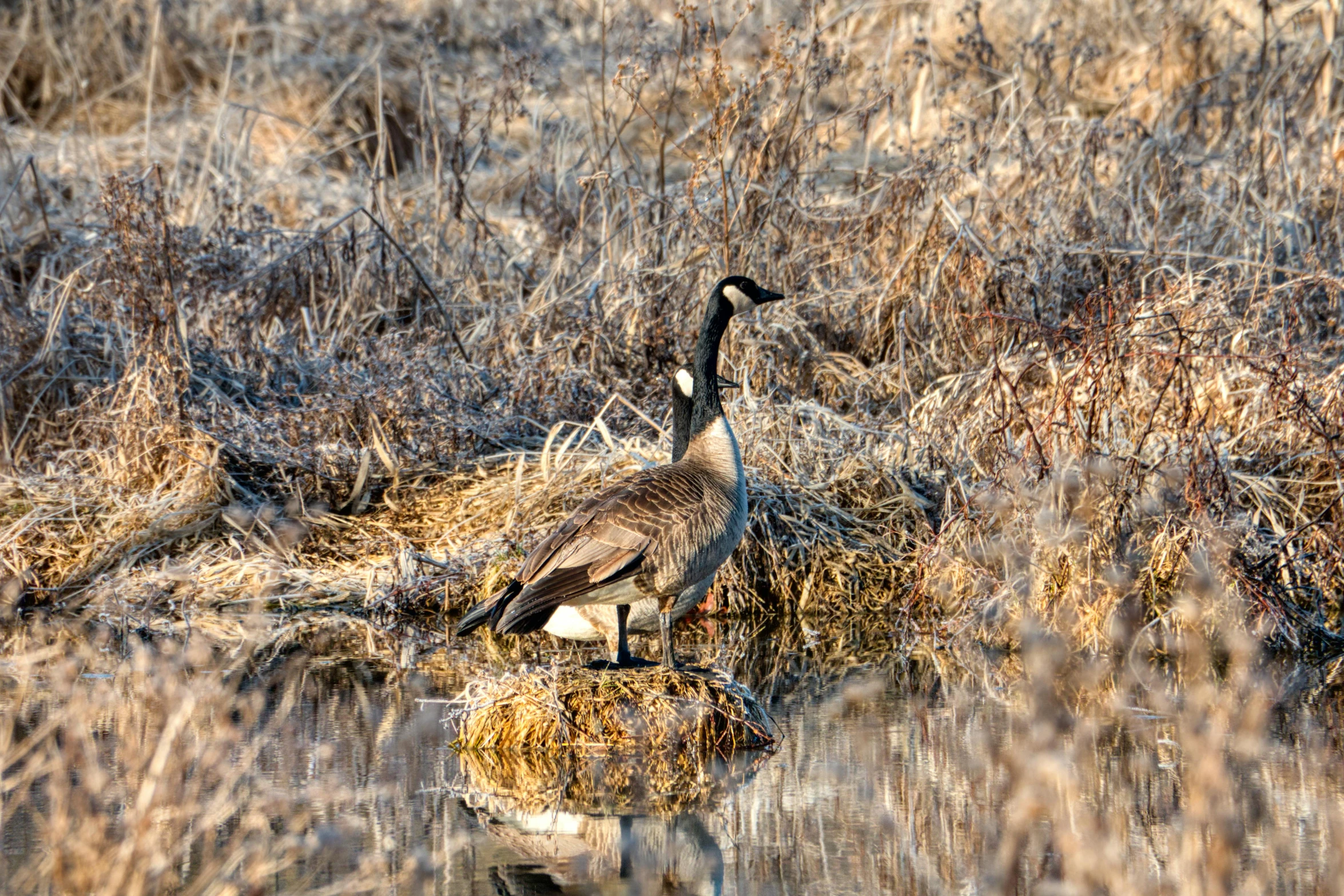 a bird standing on a lake in the dry grass