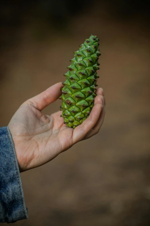 a man holding out a pine cone in a palm