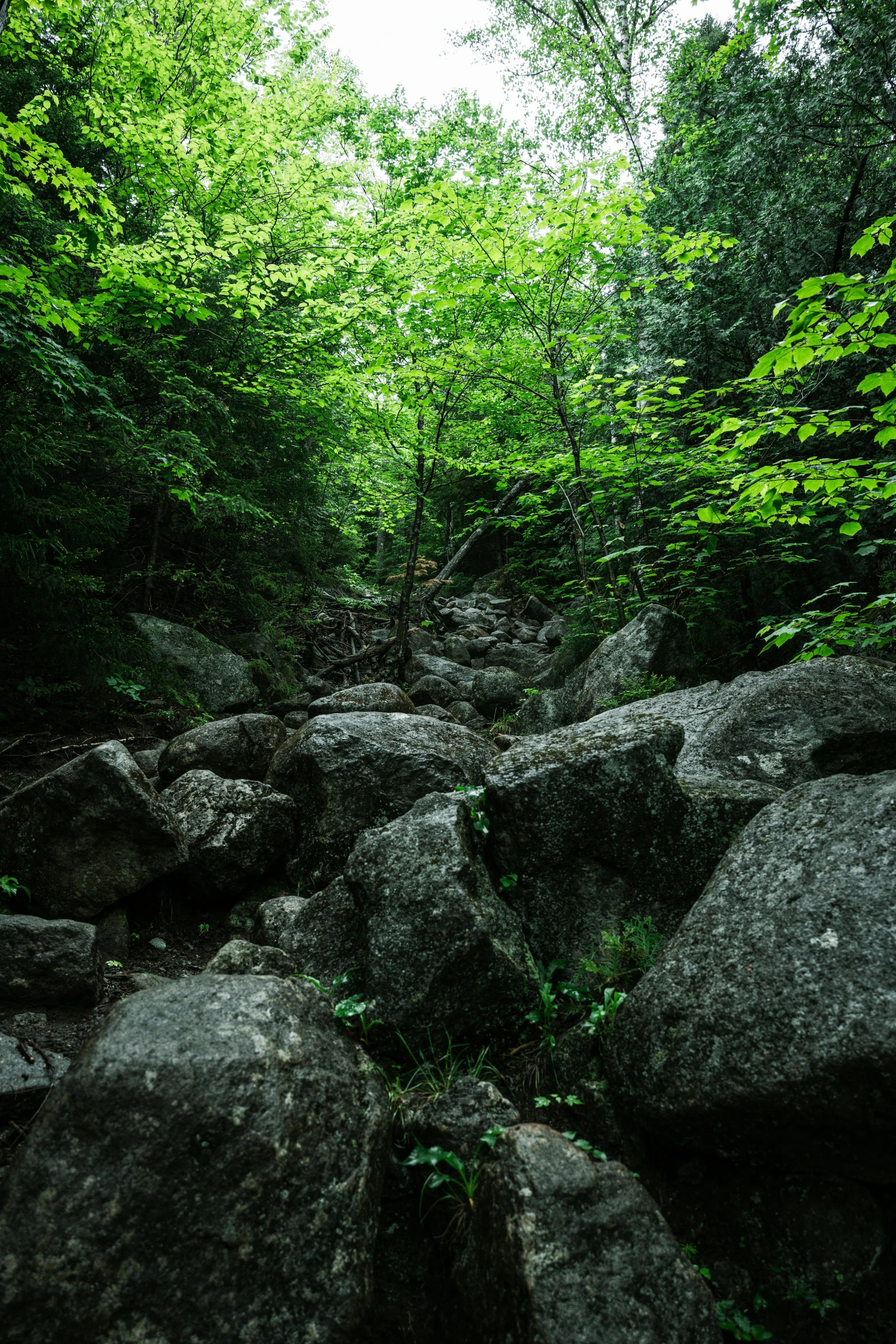 rocks and boulders in the woods on a sunny day