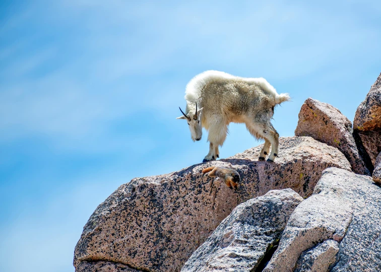 a small animal walking over large rocks in the open