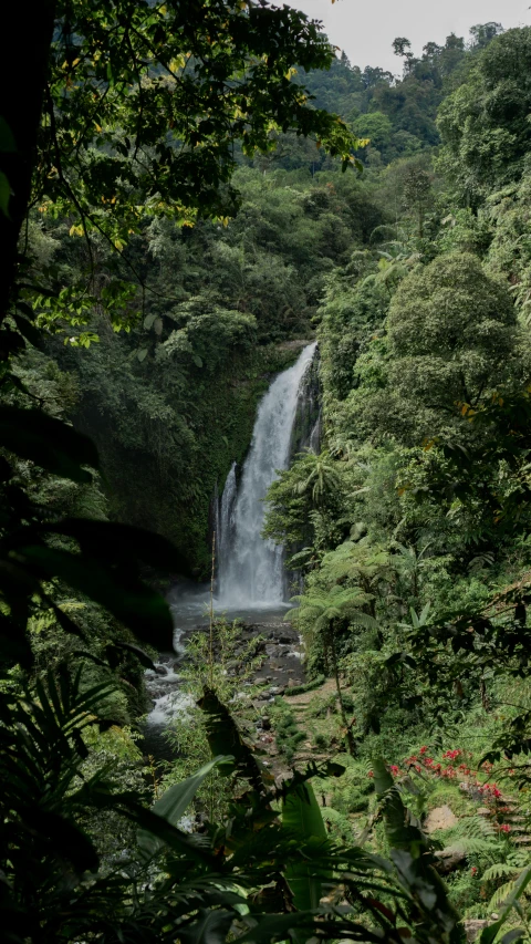 a waterfall that is running through a tropical forest