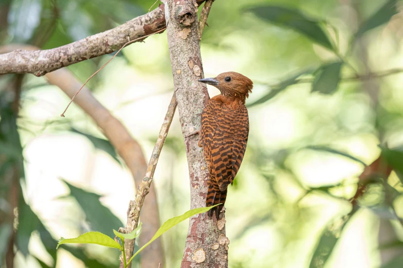 bird sitting in tree surrounded by greenery in open air