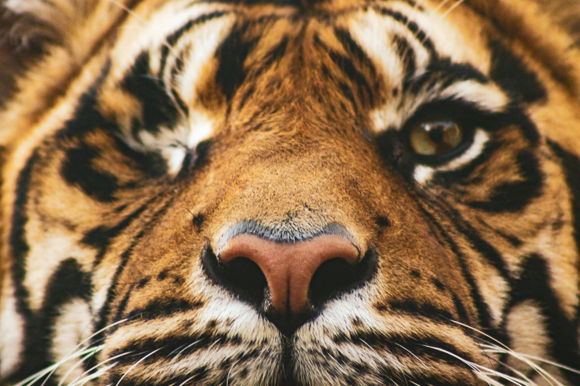 the close up s of a tiger's face