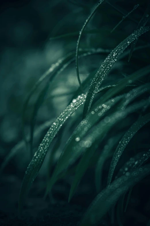 a close up of a green plant with water droplets