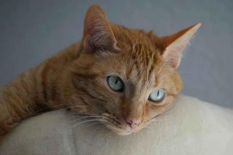 a close up of a cat laying on the arm