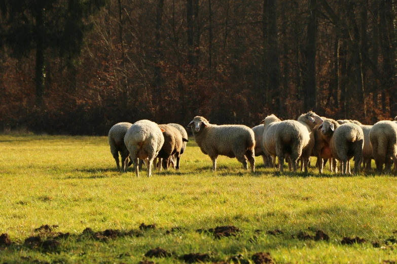 a group of sheep in grassy field with trees in the background