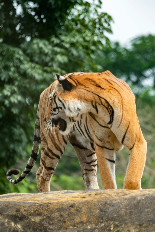 an image of a tiger standing on rocks