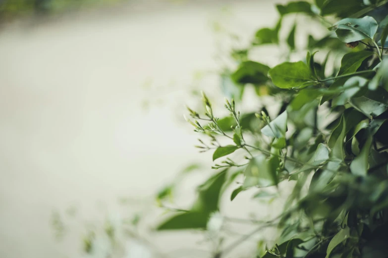 close up of green plants against a white background