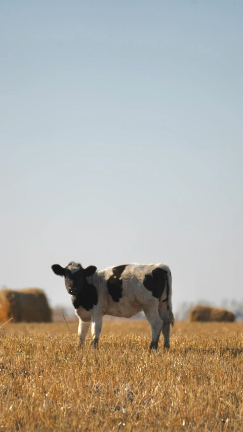 the cow is standing out in the field looking into the distance