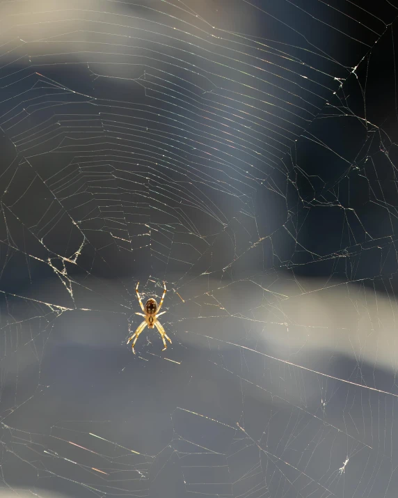 there is a small spider that can be seen in the center of the web