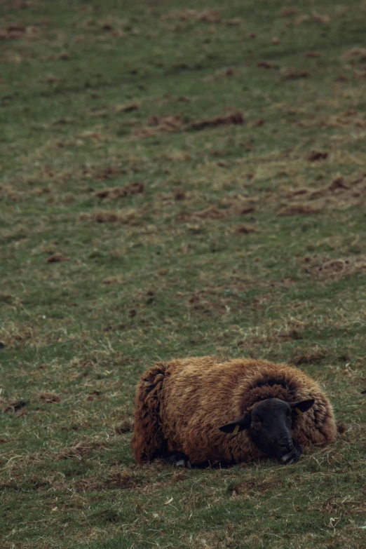 a wooly sheep with large black horns standing on the grass