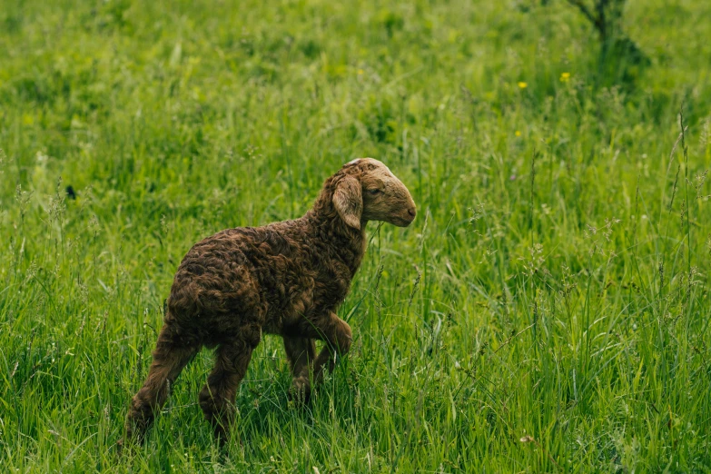 a lamb standing on top of a green grass covered field