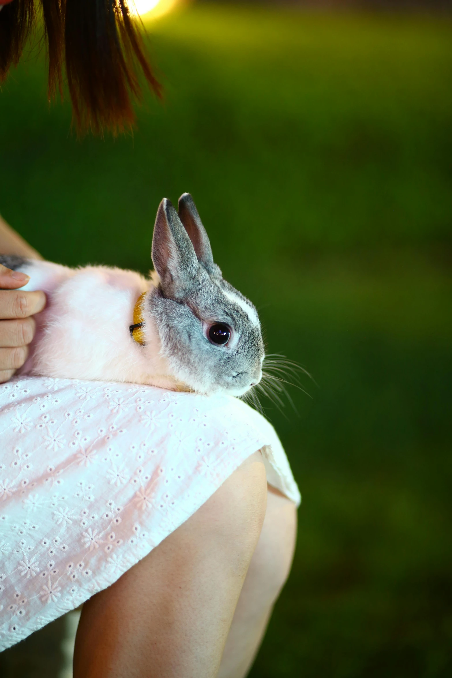 a person holds a large gray and white rabbit