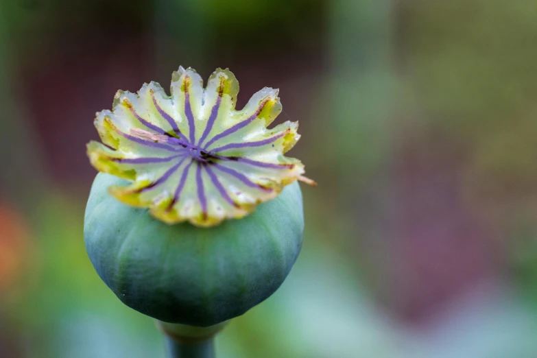 the colorful purple and yellow flower appears to have a stem with yellow centers