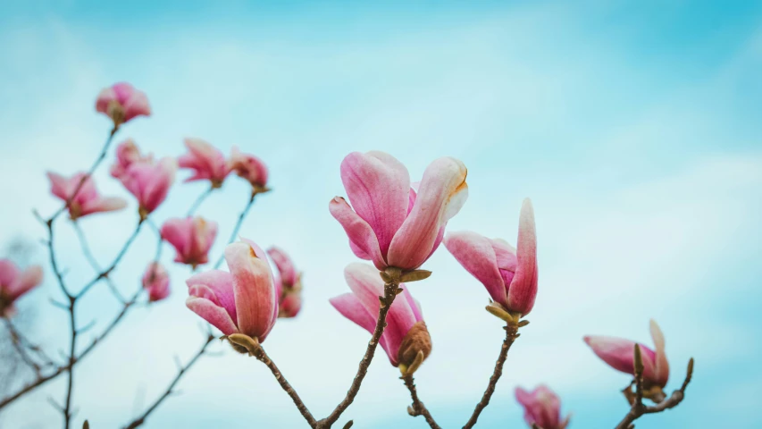 a bunch of pink flowers that are blooming in the sun