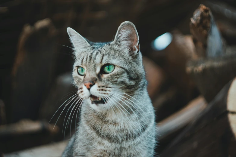 a cat looks up and wide at the camera